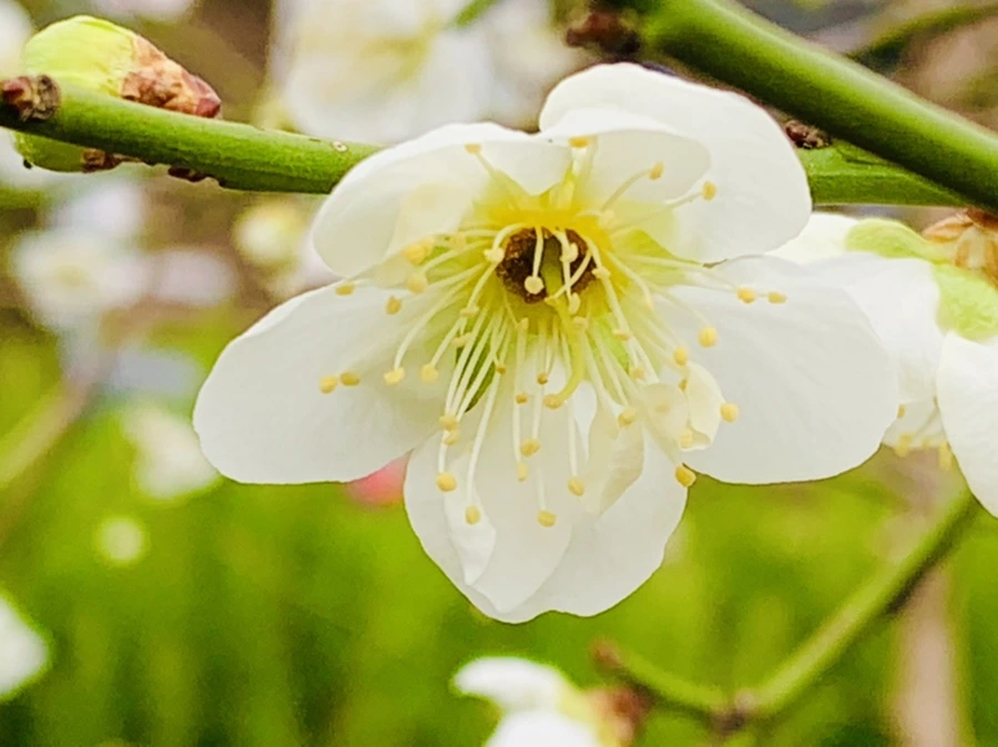 IMG_3672.jpg?type=w966