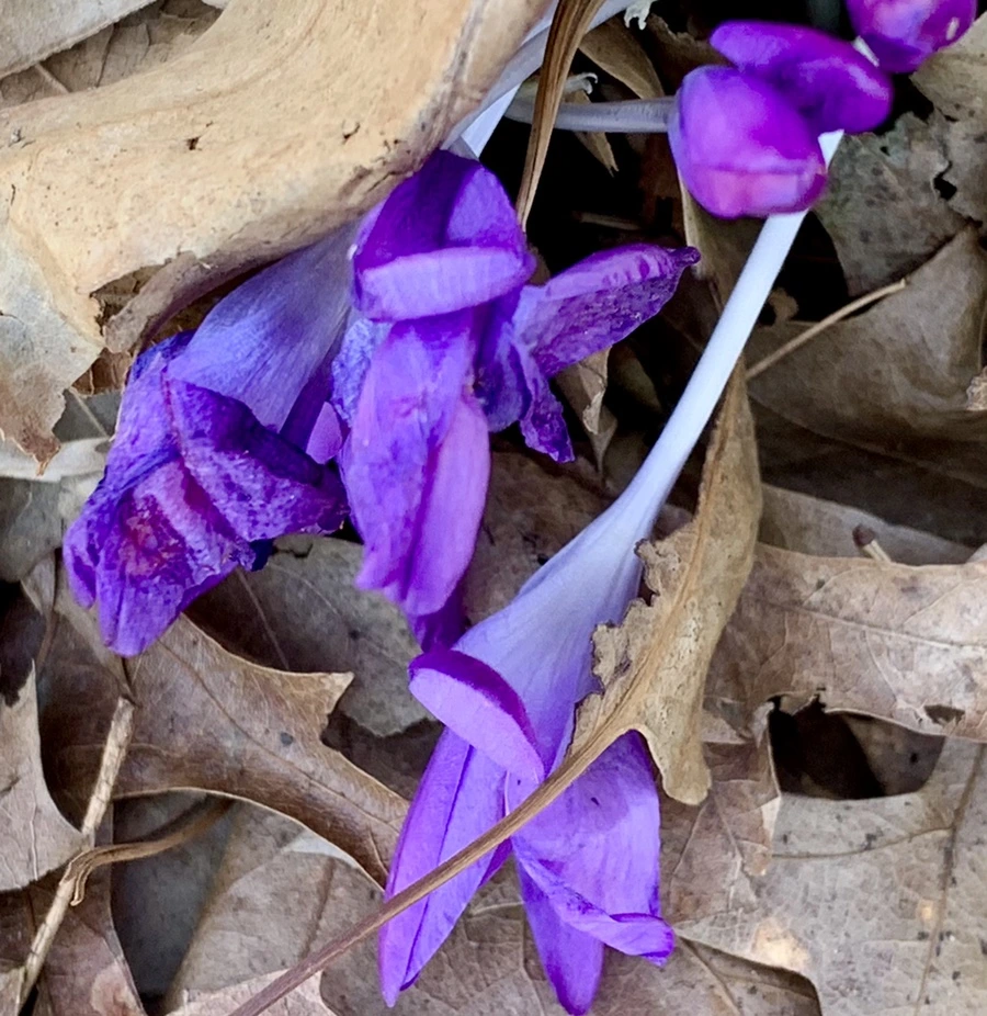 IMG_1440.jpg?type=w966