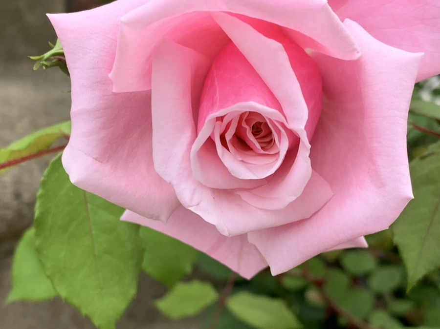 IMG_5465.jpg?type=w966