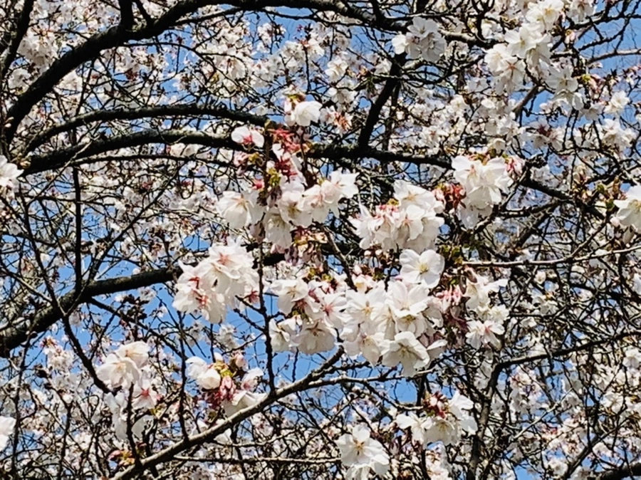 IMG_7309.jpg?type=w966