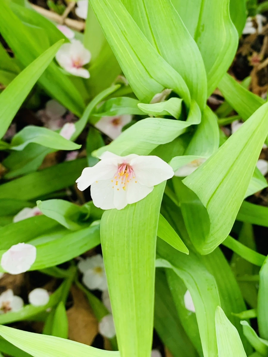 IMG_1340.jpg?type=w966