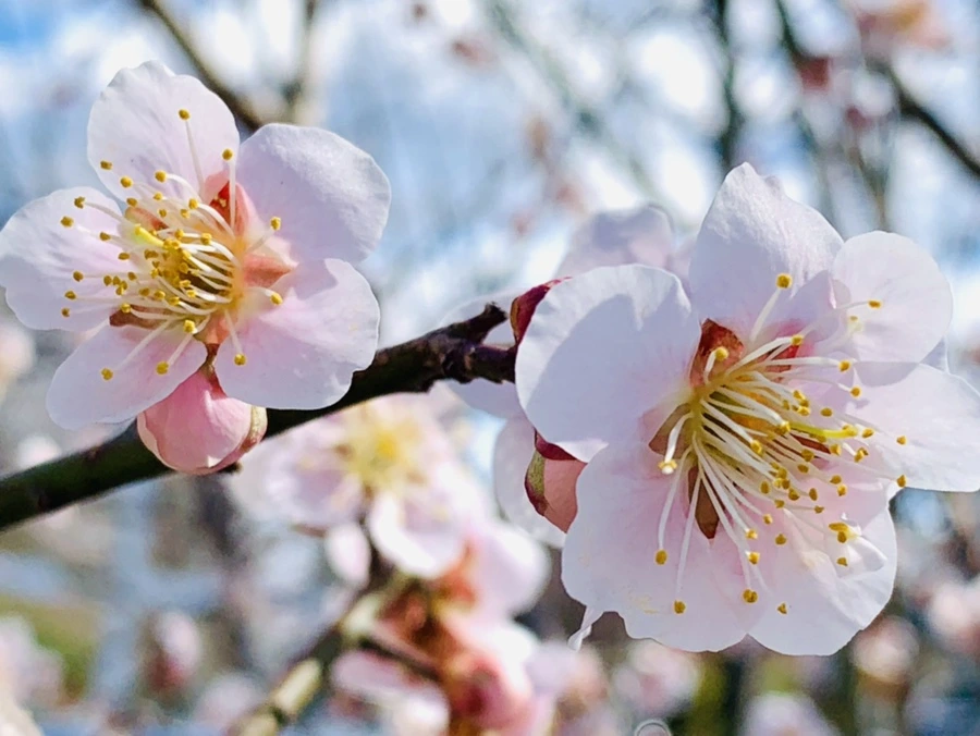 IMG_0972.jpg?type=w966