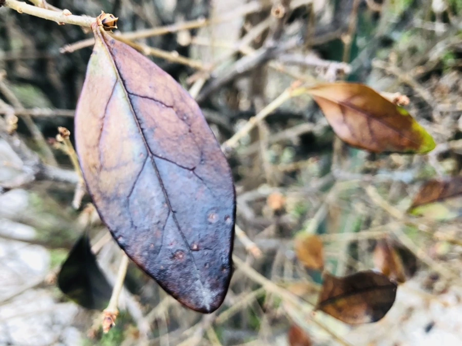 IMG_6354.jpg?type=w966