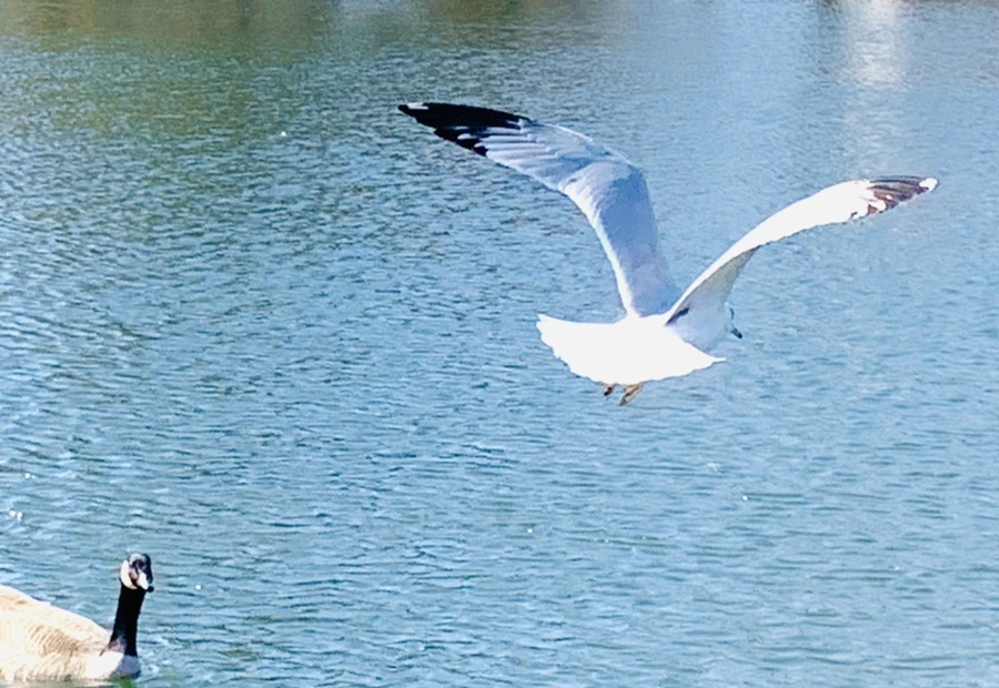 IMG_9373.jpg?type=w966