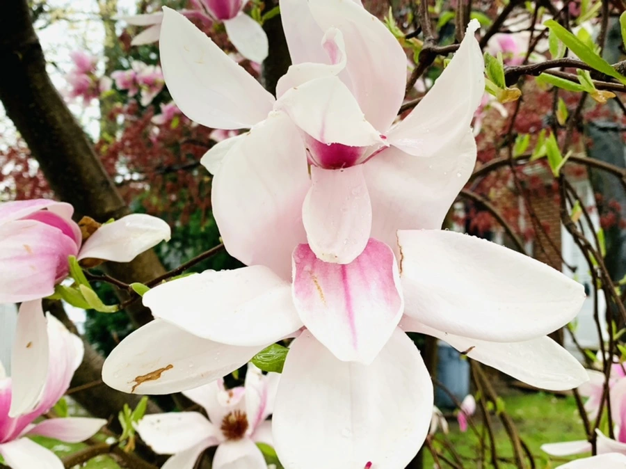 IMG_2364.jpg?type=w966