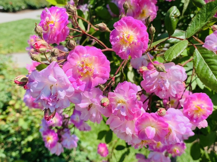 IMG_3689.jpg?type=w966