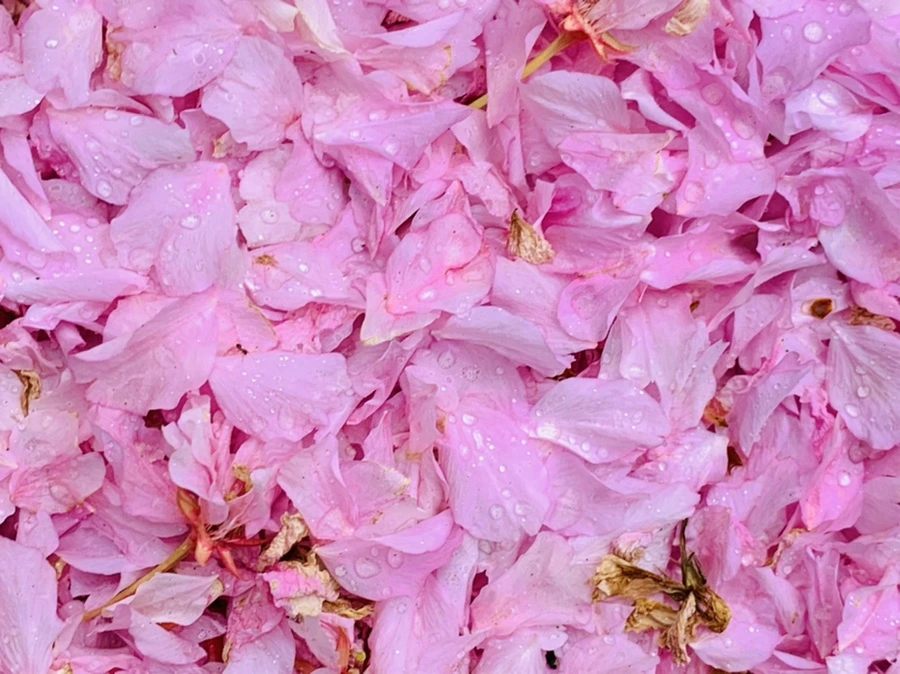 IMG_7280.jpg?type=w966