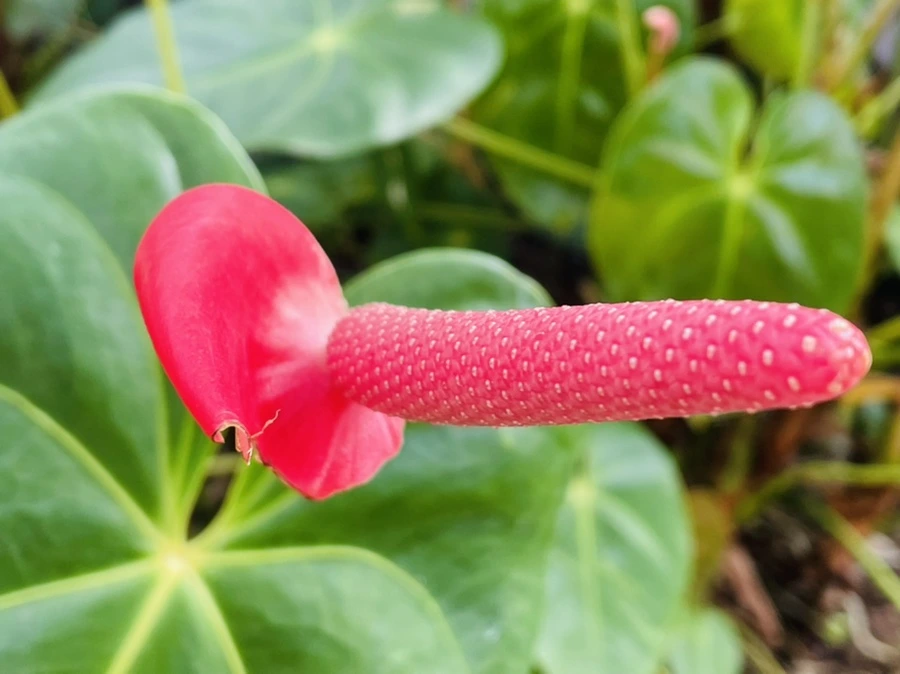 IMG_4176.jpg?type=w966