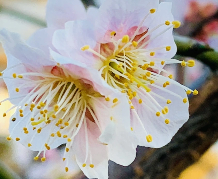 IMG_0832.jpg?type=w966