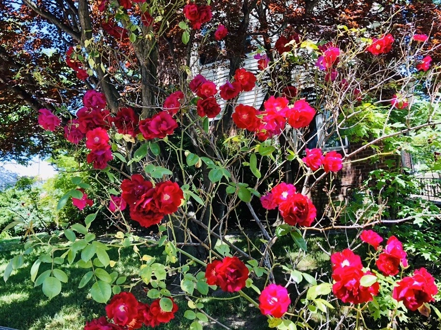 hc3HkKGp357p8z_PzA1aziOfW_M