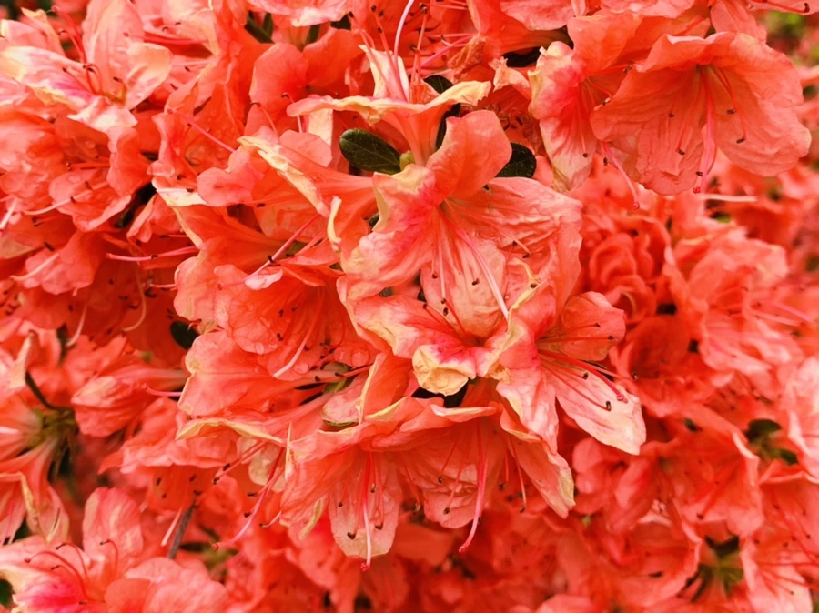 IMG_9578.jpg?type=w966