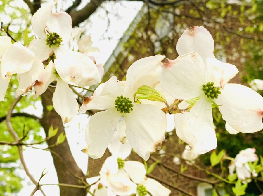 IMG_5324.jpg?type=w966