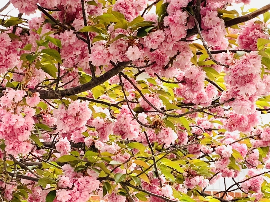 IMG_7194.jpg?type=w966