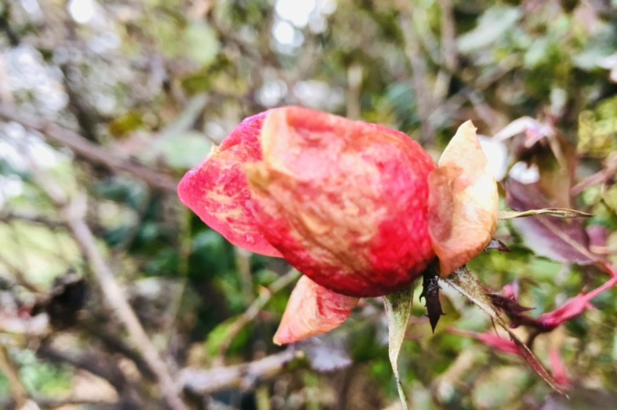 IMG_8154.jpg?type=w966