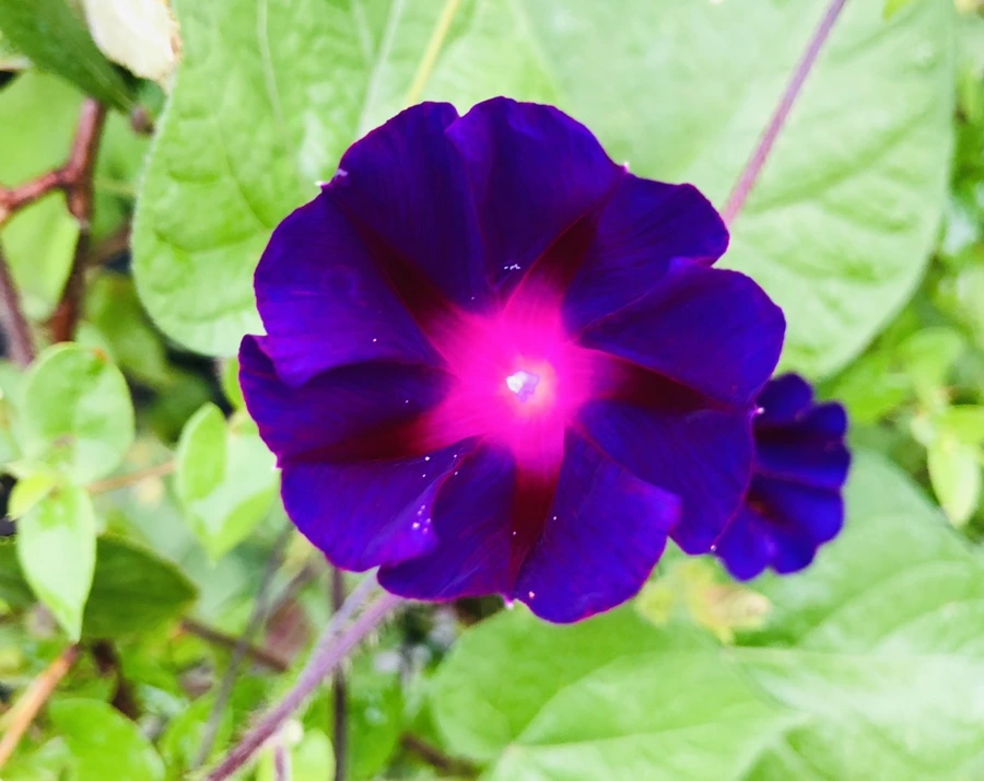 IMG_4336.jpg?type=w966