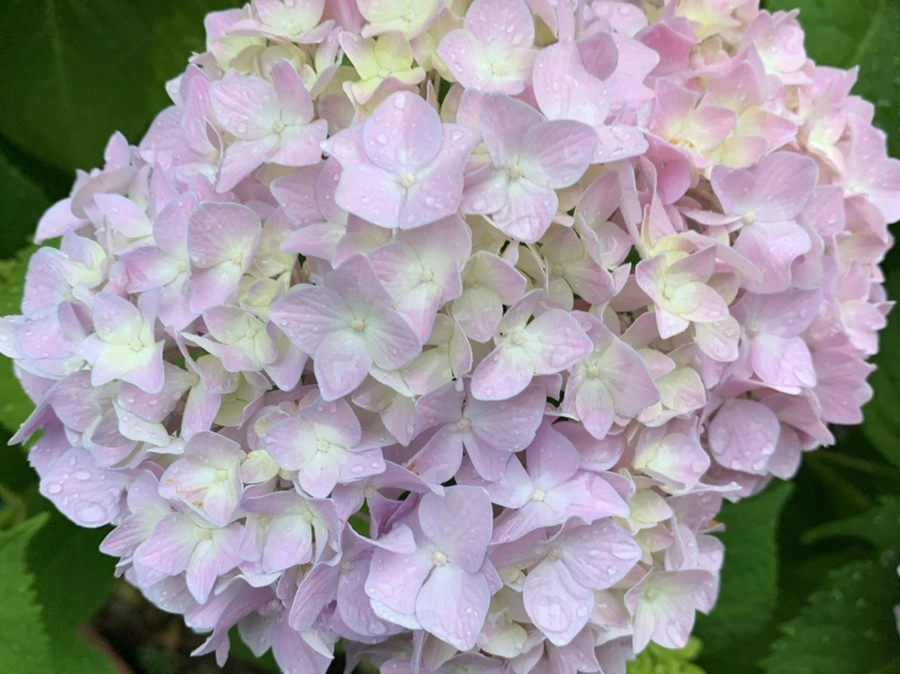 IMG_3465.jpg?type=w966