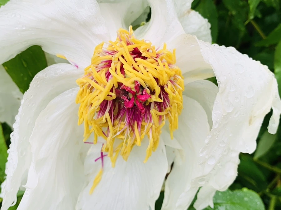 IMG_9320.jpg?type=w966