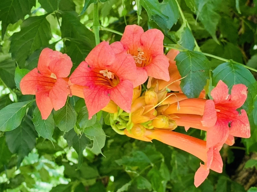 IMG_8720.jpg?type=w966