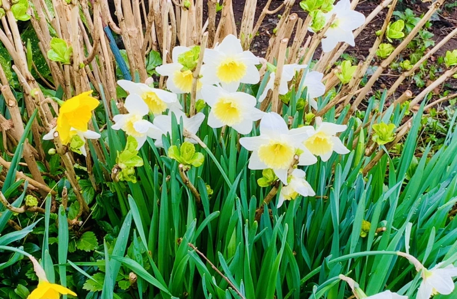 IMG_6089.jpg?type=w966