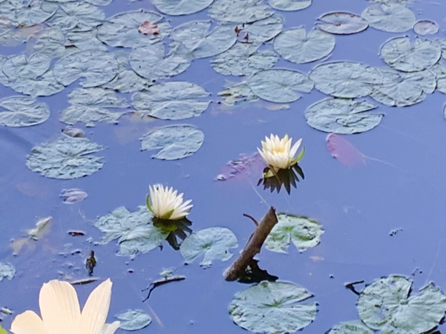 IMG_0740.jpg?type=w966