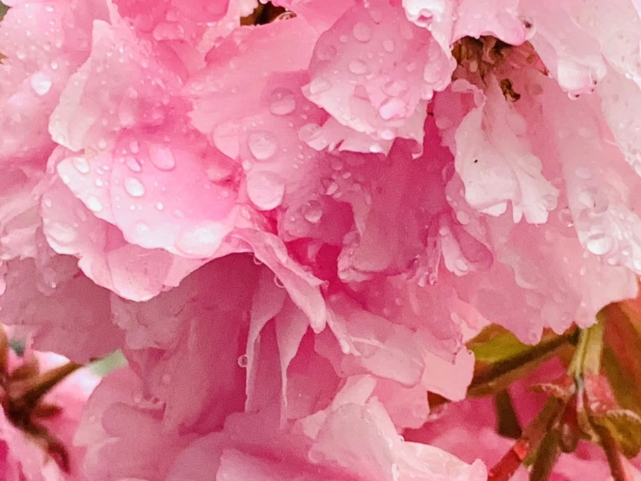 IMG_5265.jpg?type=w966