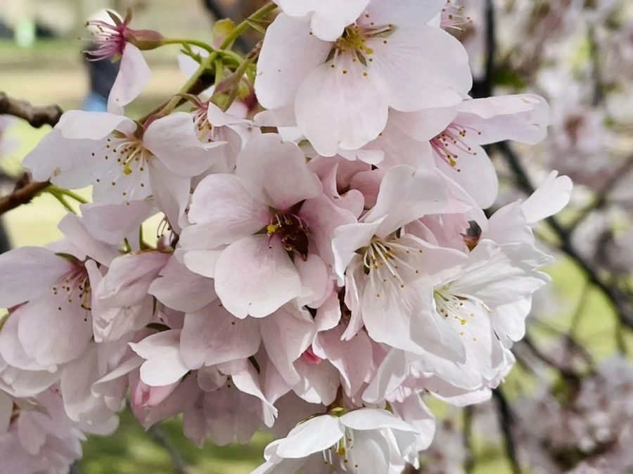 IMG_9823.jpg?type=w966