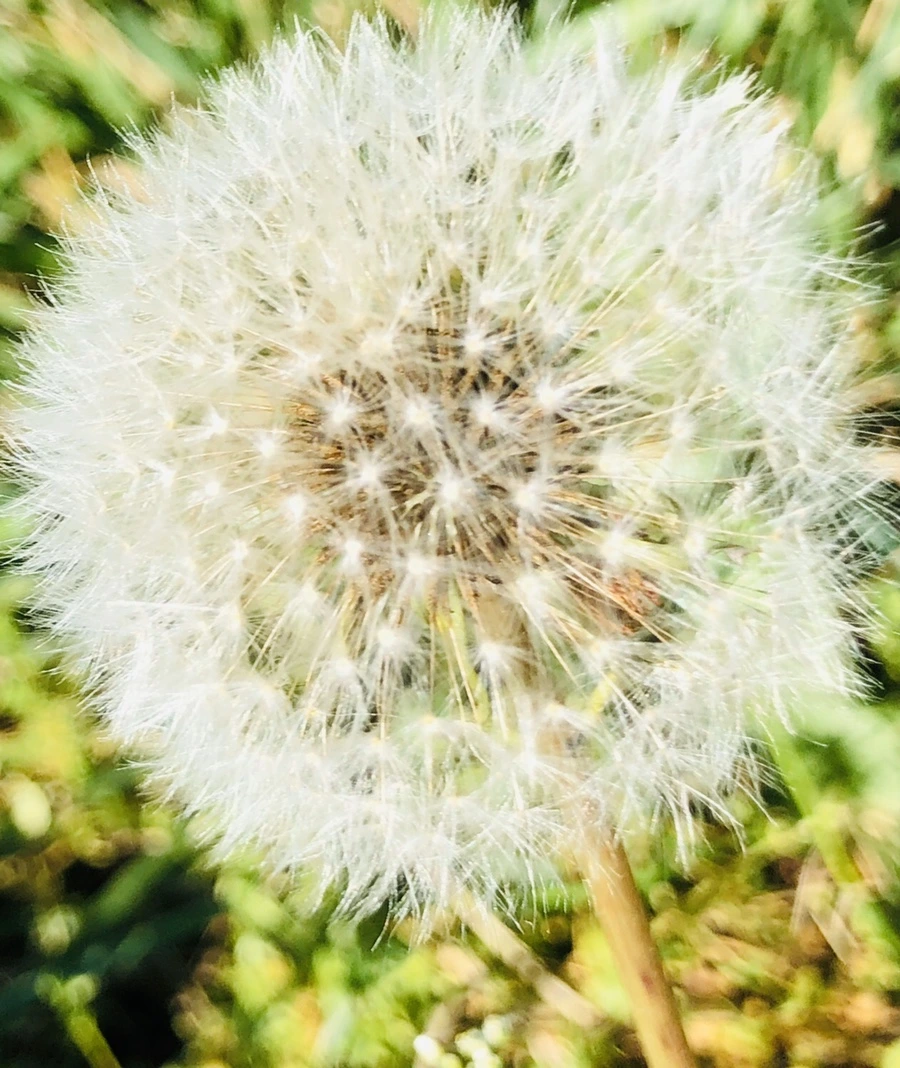 IMG_8439.jpg?type=w966