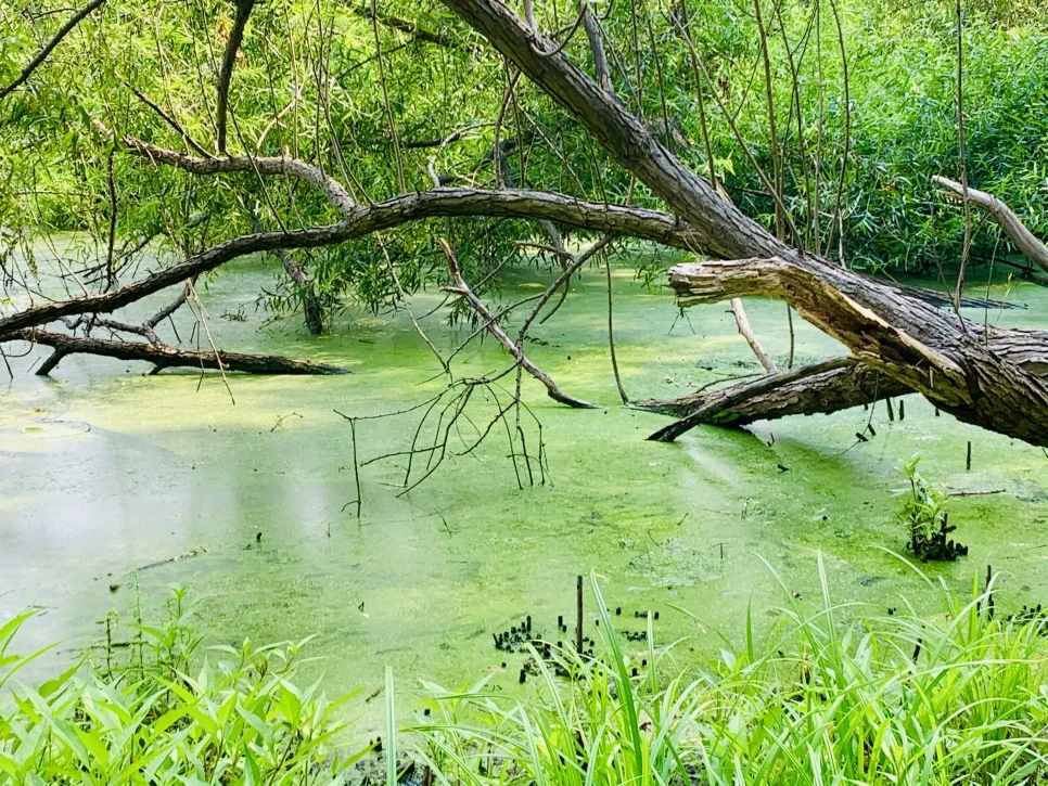 IMG_1200.jpg?type=w966