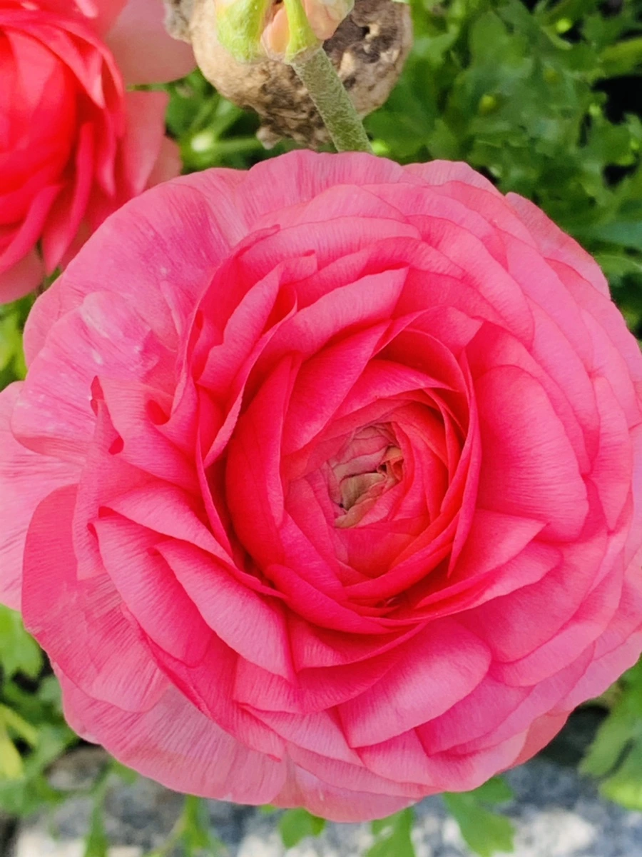 IMG_1061.jpg?type=w966