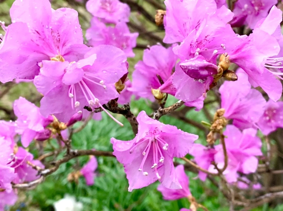 IMG_4829.jpg?type=w966