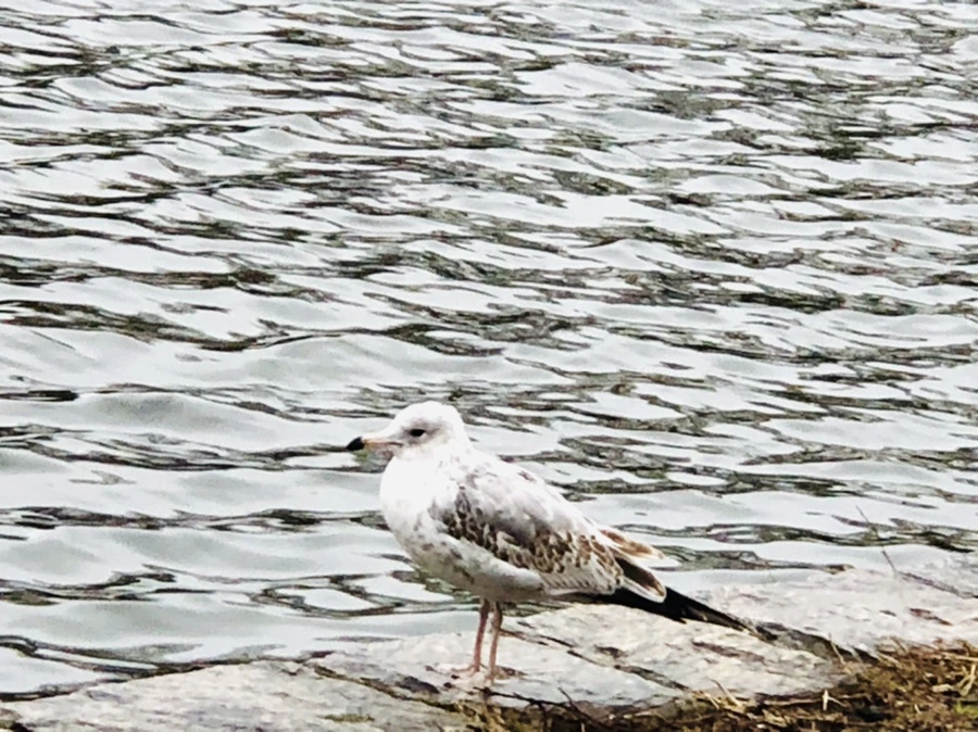 IMG_8118.jpg?type=w966