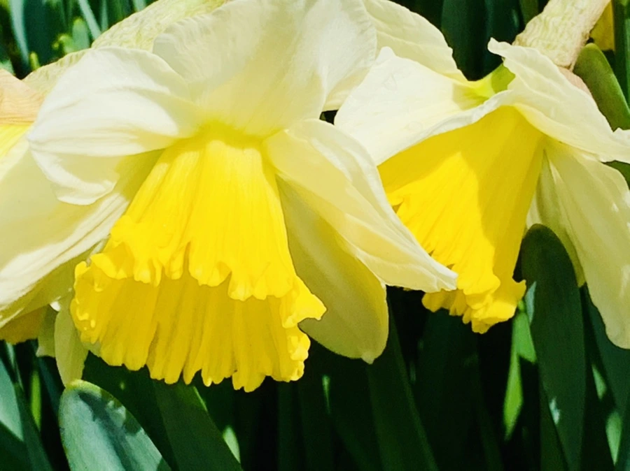 IMG_4307.jpg?type=w966