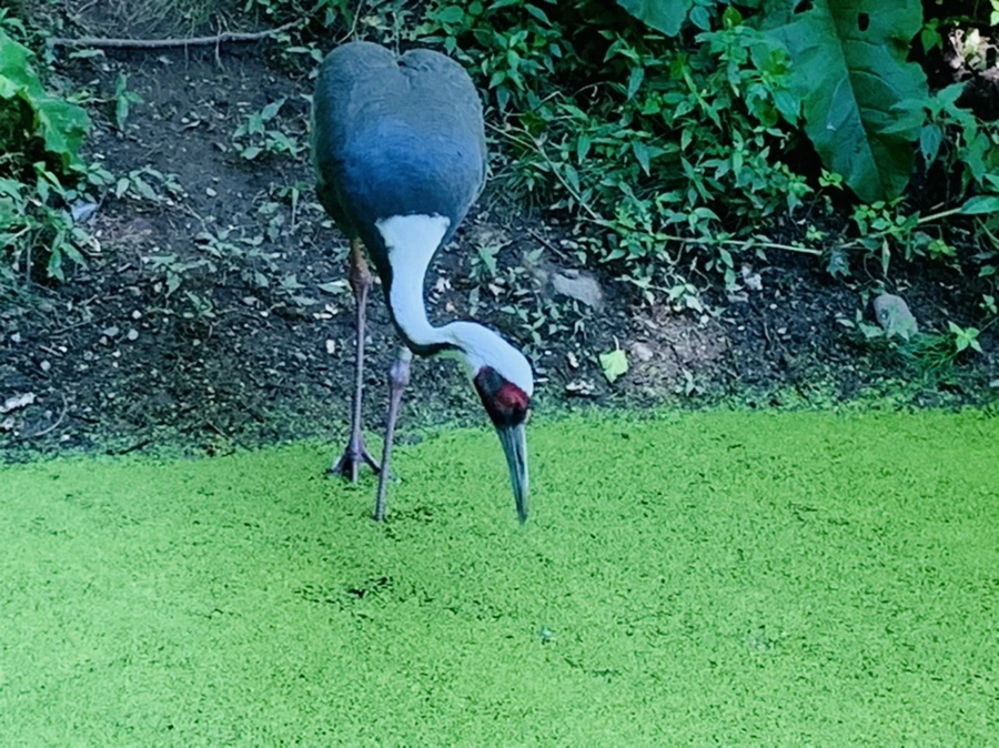 IMG_4270.jpg?type=w966