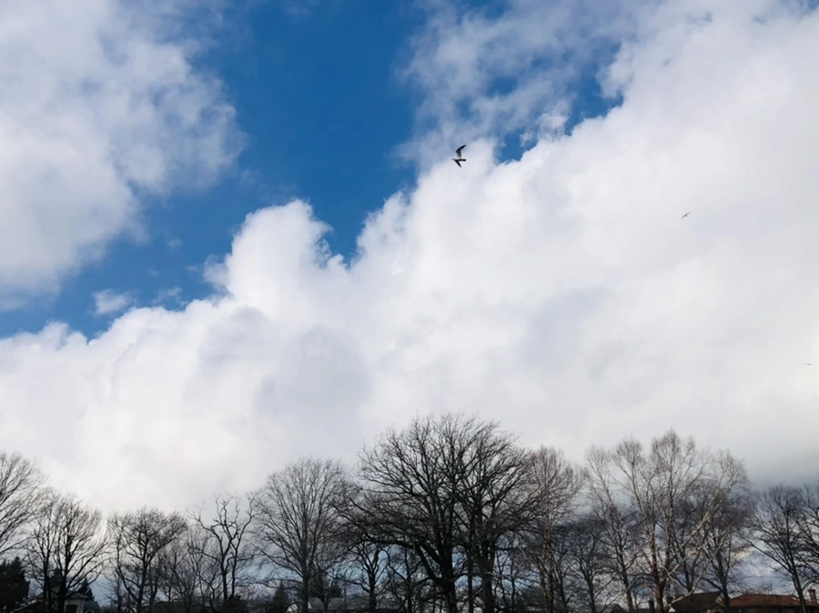 IMG_3511.jpg?type=w966