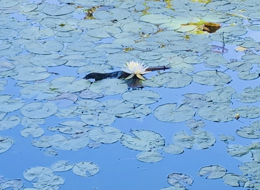 IMG_1191.jpg?type=w966