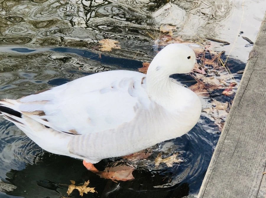 IMG_3524.jpg?type=w966