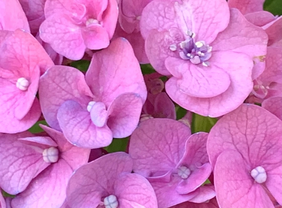 IMG_8765.jpg?type=w966