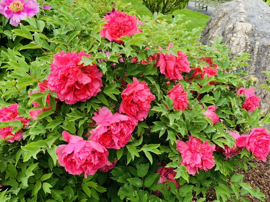 IMG_9971.jpg?type=w966