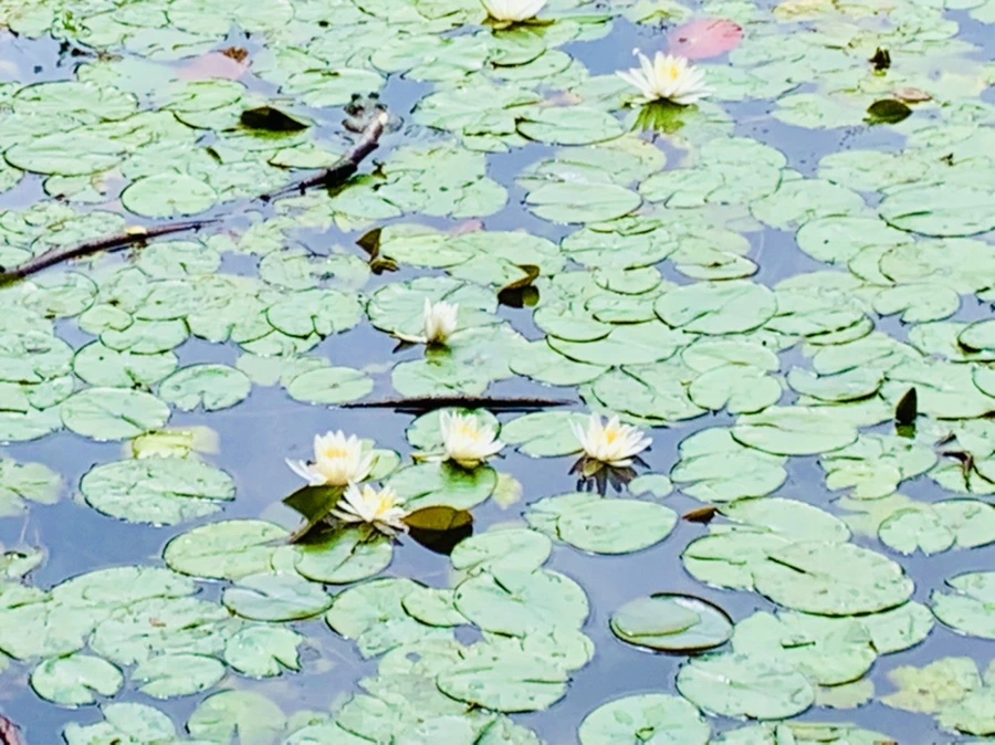 IMG_9156.jpg?type=w966