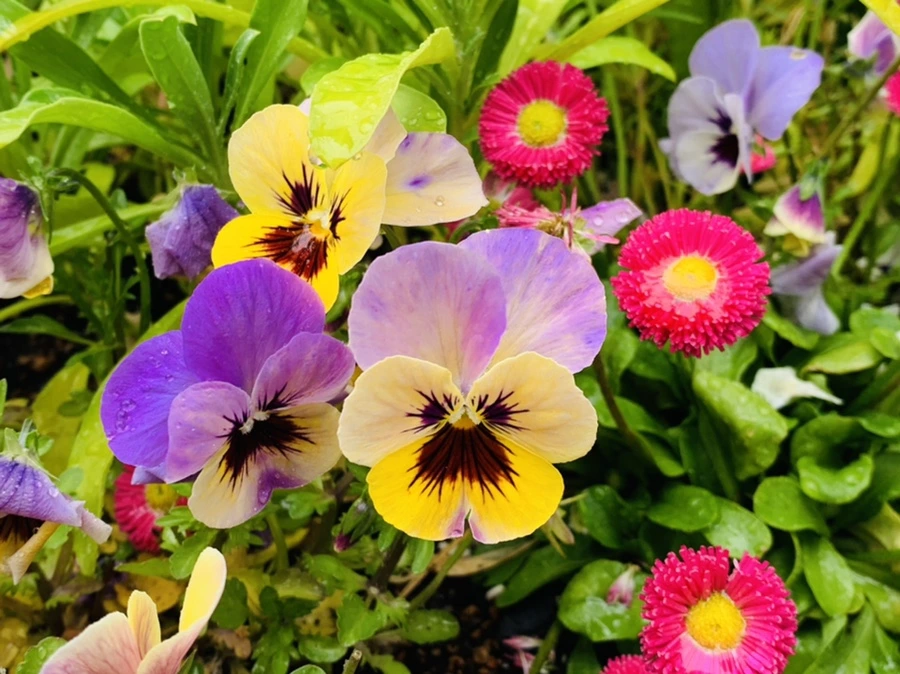 IMG_9826.jpg?type=w966