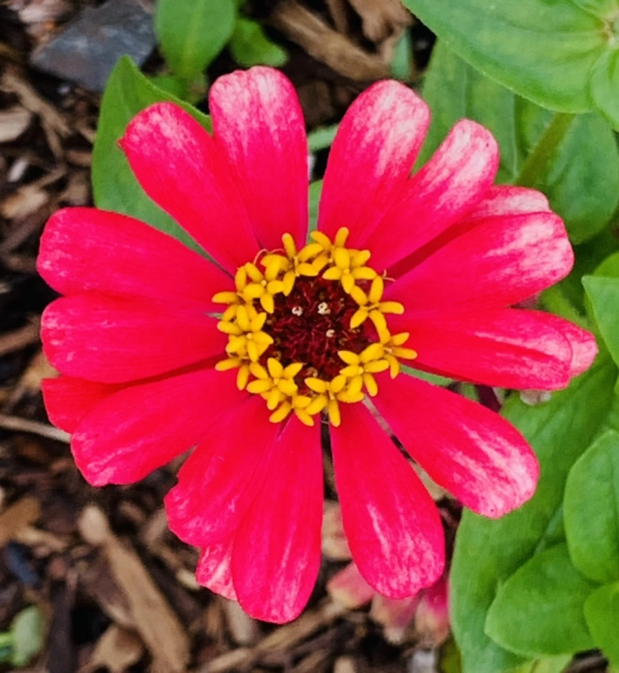 IMG_0481.jpg?type=w966