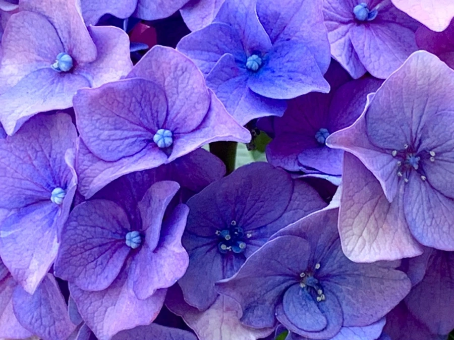 IMG_8775.jpg?type=w966