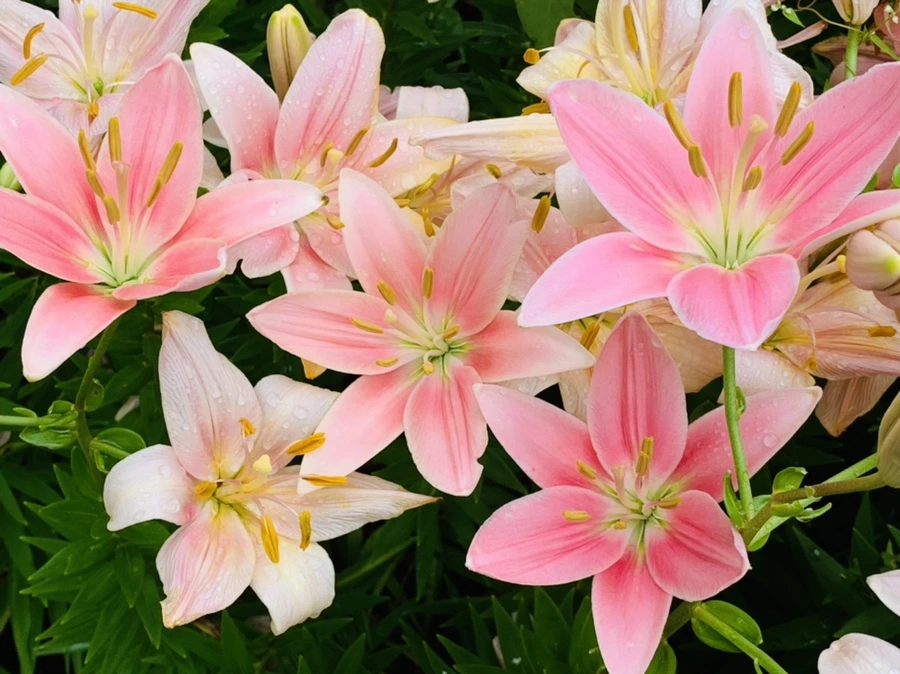 IMG_9006.jpg?type=w966