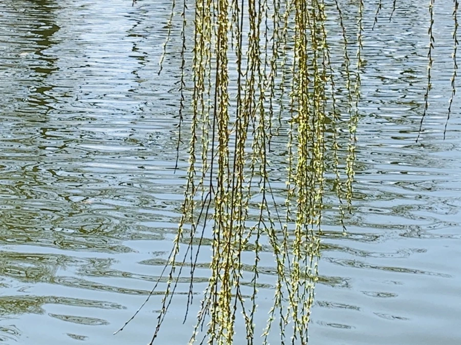 IMG_4432.jpg?type=w966