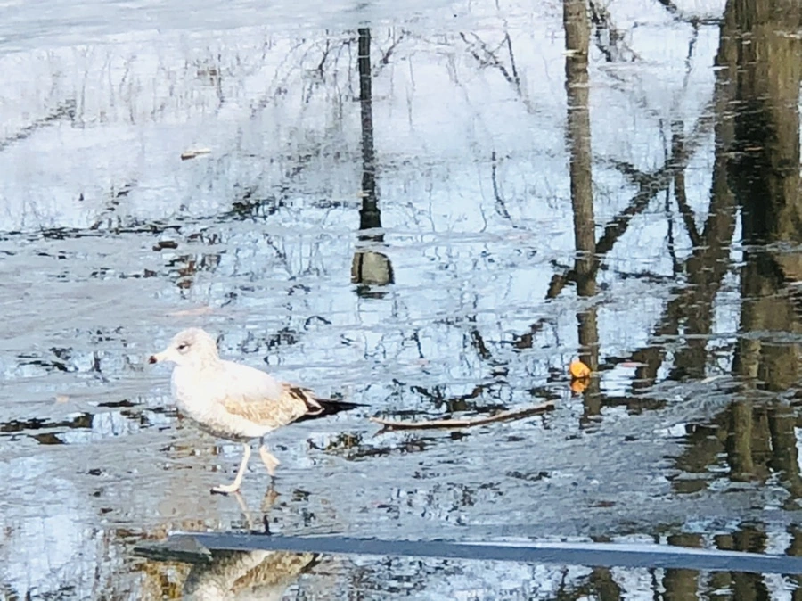 IMG_4691.jpg?type=w966