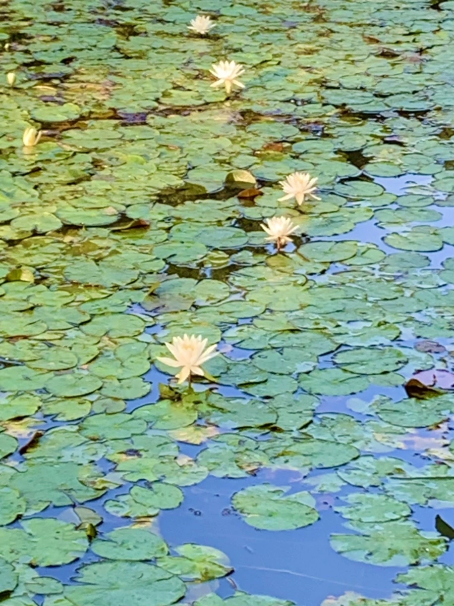 IMG_0775.jpg?type=w966