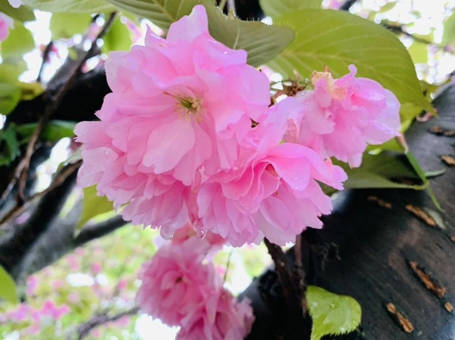 IMG_9264.jpg?type=w966