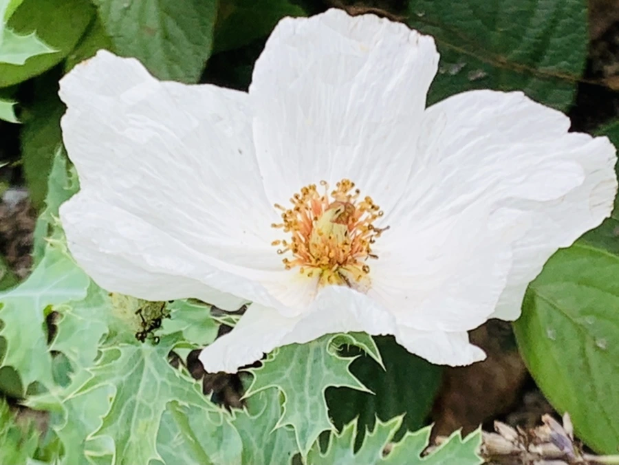 IMG_9498.jpg?type=w966