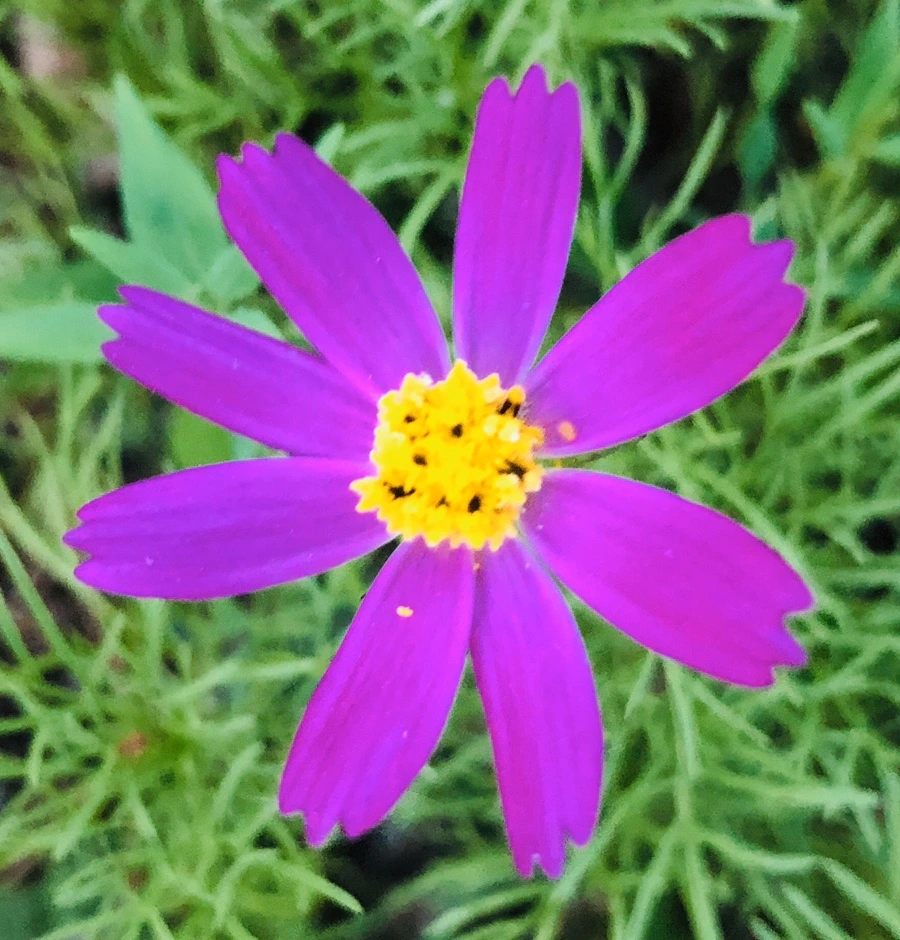 IMG_8787.jpg?type=w966