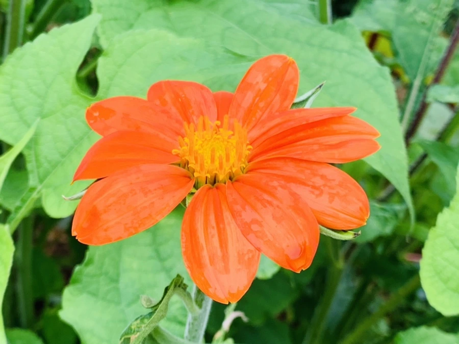 IMG_1002.jpg?type=w966